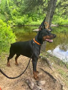 Gorgeous European Doberman Puppies - Photo 10