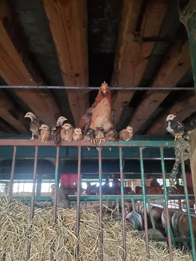 BANTAM CHICKENS