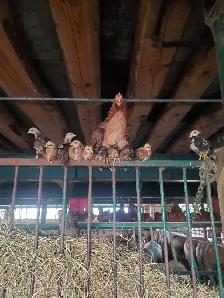 BANTAM CHICKENS