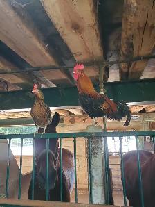 BANTAM CHICKENS - Photo 2