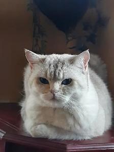 Jolie minette Britich Shorthair
