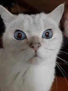 Jolie minette Britich Shorthair - Photo 3