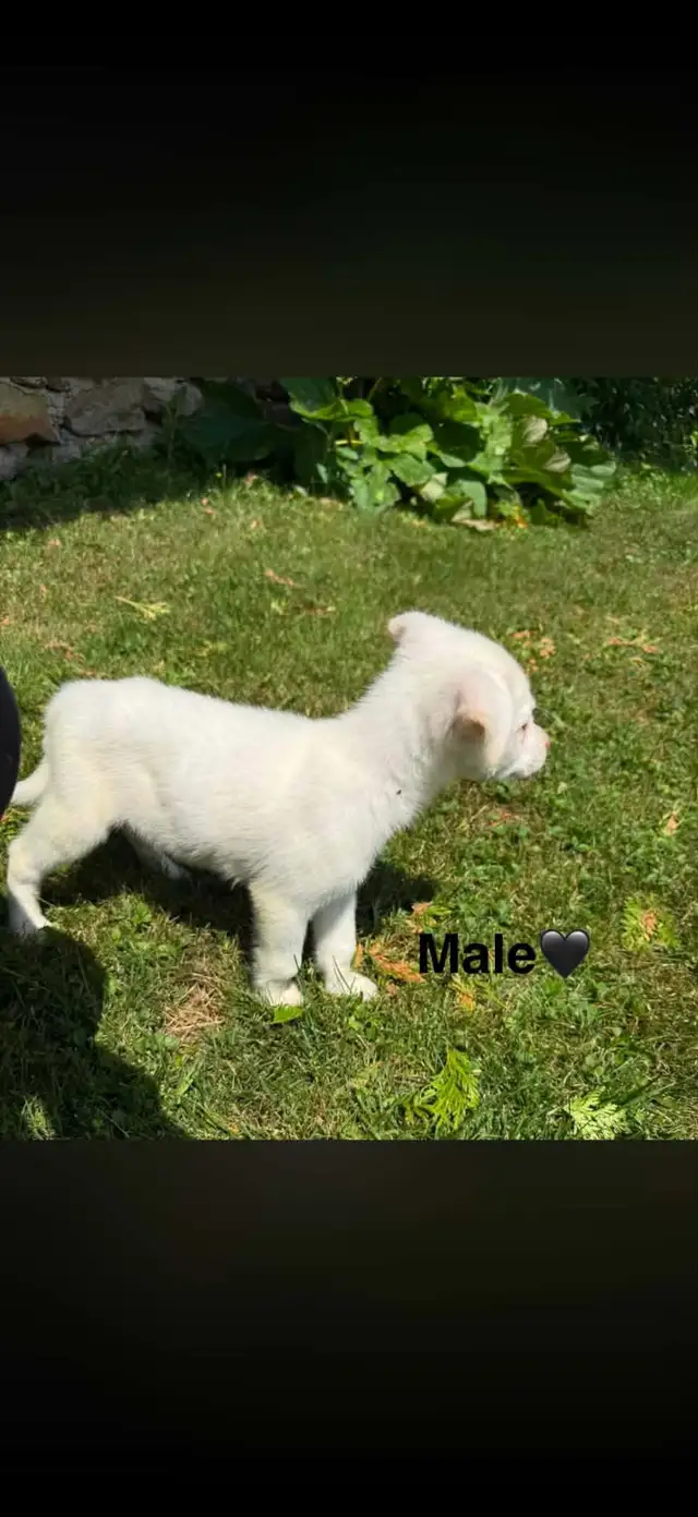 Chiots - Berger australien X Berger blanc