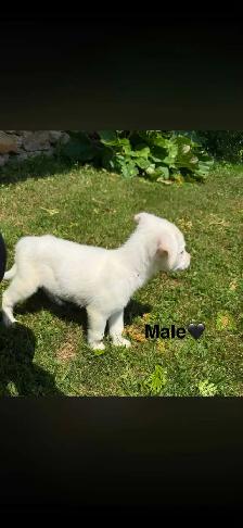 Chiots - Berger australien X Berger blanc