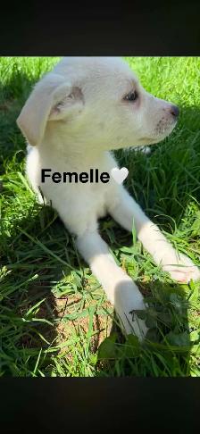 Chiots - Berger australien X Berger blanc - Photo 2