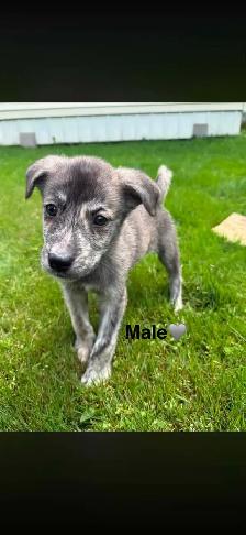 Chiots - Berger australien X Berger blanc - Photo 3