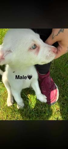 Chiots - Berger australien X Berger blanc - Photo 4