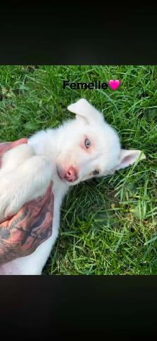 Chiots - Berger australien X Berger blanc - Photo 5