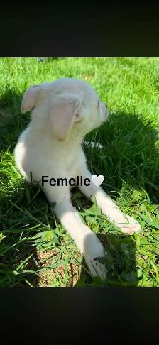 Chiots - Berger australien X Berger blanc - Photo 6