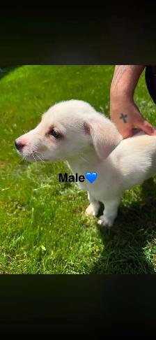 Chiots - Berger australien X Berger blanc - Photo 7