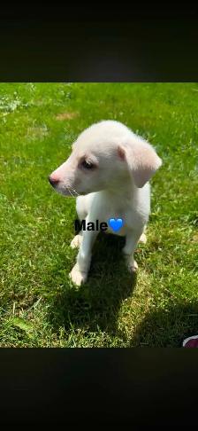 Chiots - Berger australien X Berger blanc - Photo 8