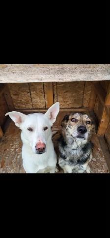 Chiots - Berger australien X Berger blanc - Photo 9