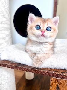 British Shorthair & Longhair Kittens/ Black Golden Shaded /TICA - Photo 2
