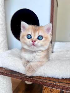British Shorthair & Longhair Kittens/ Black Golden Shaded /TICA - Photo 6