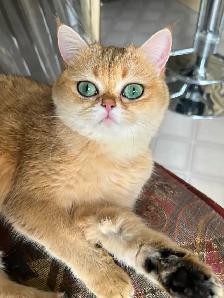 British Shorthair & Longhair Kittens/ Black Golden Shaded /TICA - Photo 9