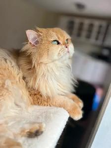 British Shorthair & Longhair Kittens/ Black Golden Shaded /TICA - Photo 10