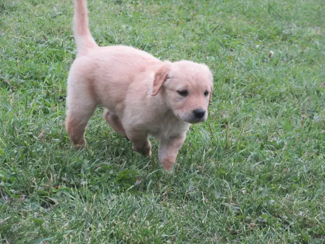 Golden Retriever