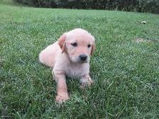 Golden Retriever - Photo 2