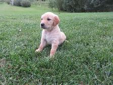 Golden Retriever - Photo 3