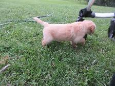 Golden Retriever - Photo 4