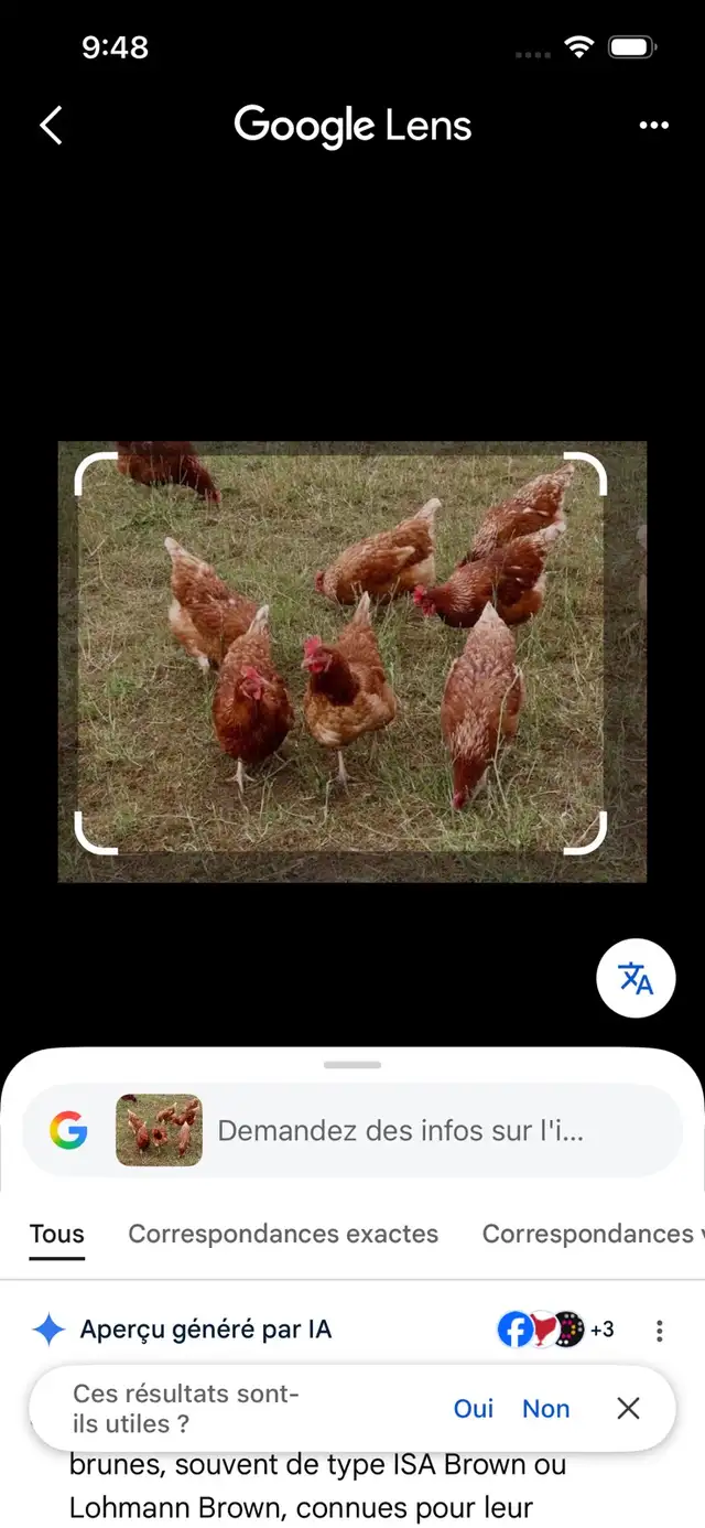 poule pondeuses isabrown