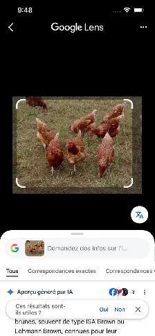poule pondeuses isabrown