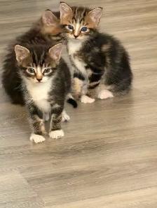 Adorable Kittens Looking for Their Forever Homes