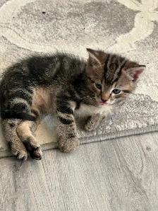 Adorable Kittens Looking for Their Forever Homes - Photo 2