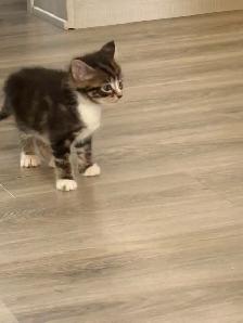 Adorable Kittens Looking for Their Forever Homes - Photo 3