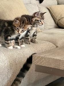 Adorable Kittens Looking for Their Forever Homes - Photo 4