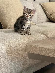 Adorable Kittens Looking for Their Forever Homes - Photo 5