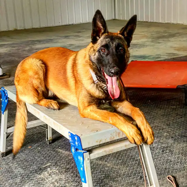 PROFESSIONAL DOG TRAINING