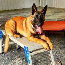 PROFESSIONAL DOG TRAINING