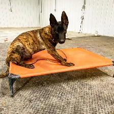 PROFESSIONAL DOG TRAINING - Photo 2