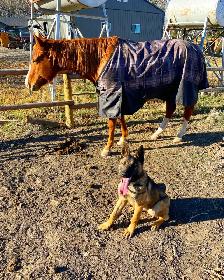 PROFESSIONAL DOG TRAINING - Photo 3
