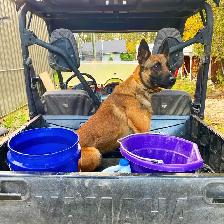 PROFESSIONAL DOG TRAINING - Photo 4