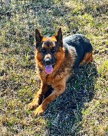 PROFESSIONAL DOG TRAINING - Photo 5
