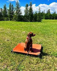 PROFESSIONAL DOG TRAINING - Photo 6