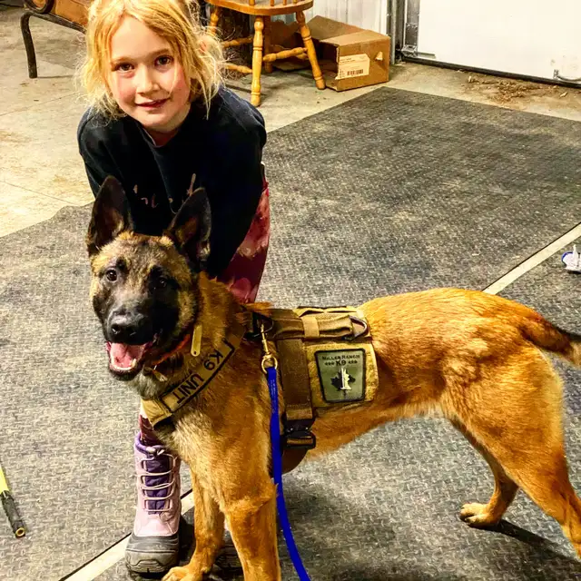 BELGIAN MALINOIS AND DUTCH SHEPHERD FAMILY PROTECTION DOGS