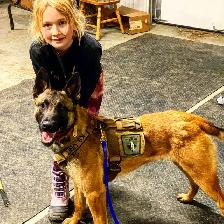 BELGIAN MALINOIS AND DUTCH SHEPHERD FAMILY PROTECTION DOGS