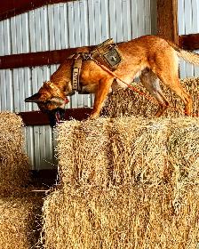 BELGIAN MALINOIS AND DUTCH SHEPHERD FAMILY PROTECTION DOGS - Photo 2