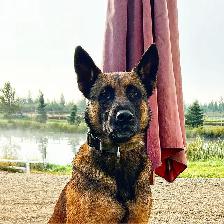 BELGIAN MALINOIS AND DUTCH SHEPHERD FAMILY PROTECTION DOGS - Photo 3