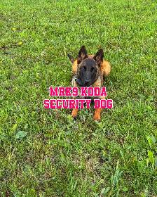 BELGIAN MALINOIS AND DUTCH SHEPHERD FAMILY PROTECTION DOGS - Photo 4