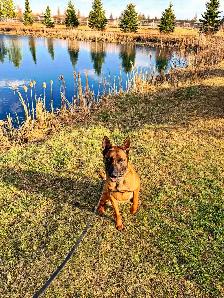 BELGIAN MALINOIS AND DUTCH SHEPHERD FAMILY PROTECTION DOGS - Photo 5