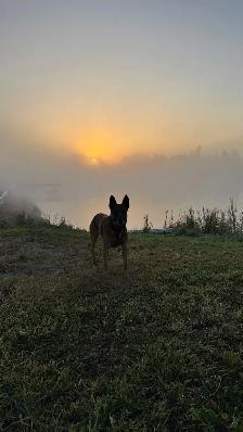 BELGIAN MALINOIS AND DUTCH SHEPHERD FAMILY PROTECTION DOGS - Photo 6