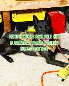 BELGIAN MALINOIS AND DUTCH SHEPHERD FAMILY PROTECTION DOGS - Photo 7