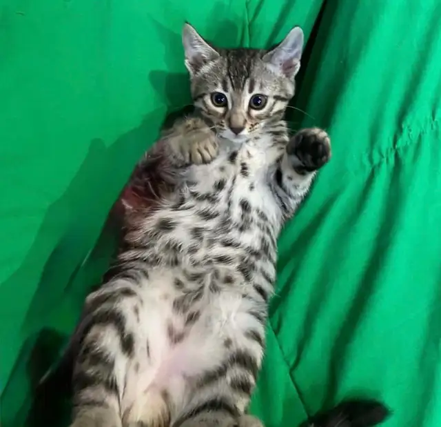 chaton bengal femelle