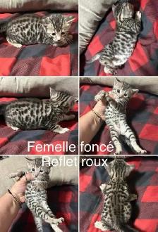 chaton bengal femelle - Photo 3