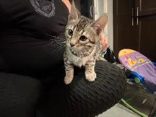 chaton bengal femelle - Photo 5