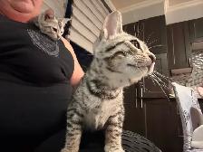 chaton bengal femelle - Photo 6